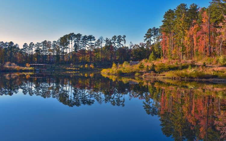 Duke Pond is surrounded by red maple, sweetgum, sycamore and tulip poplar trees taking on fall hues. Photo by Mark Hough.