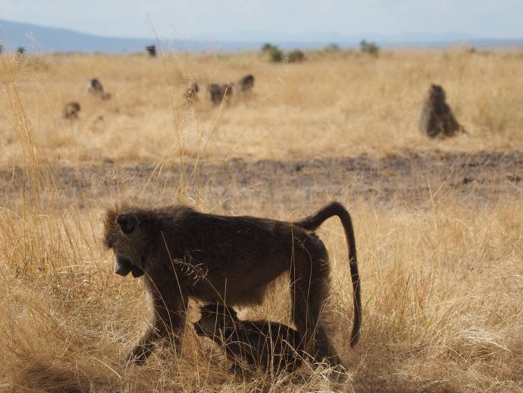 Research suggests that for baboon females like Apple, shown here foraging with her infant in southern Kenya, alpha status means less stress. Photo by Emily Levy, Duke University.