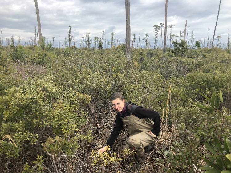 Emily Ury measures soil salinity in a ghost forest. Photo by Emily Bernhardt, Duke University 