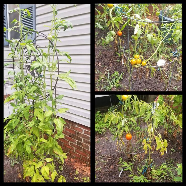 For Erin Dillard, her garden has been a place to find peaceful quiet. Photo courtesy of Erin Dillard.