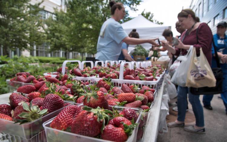 Stock up on fresh strawberries at the Duke Farmers Market.