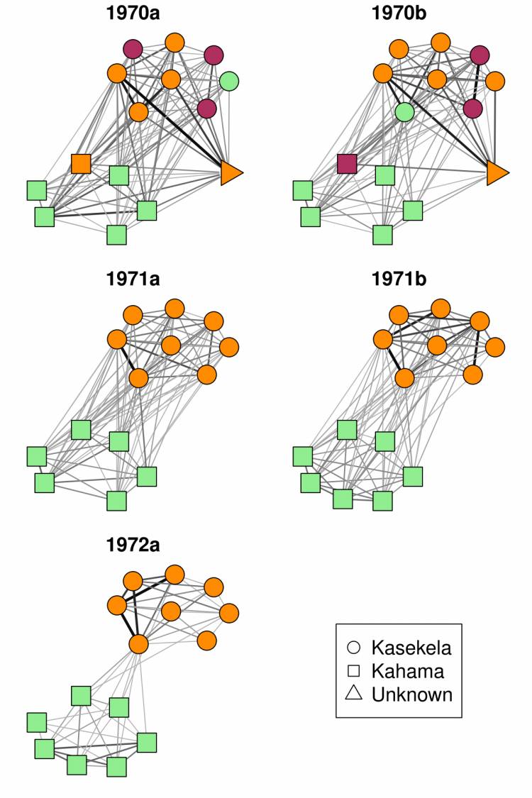 Social networks of chimpanzees at Gombe National Park, Tanzania between 1970 and 1972 show cliques hardening and becoming increasingly exclusive with time. Image courtesy of Joseph Feldblum, Duke University.
