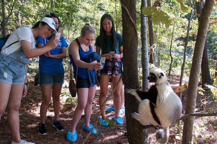 FOCUS students working with Anita Layton get close to lemurs during a tour of the Duke Lemur Center. Photo by Susie Post-Rust