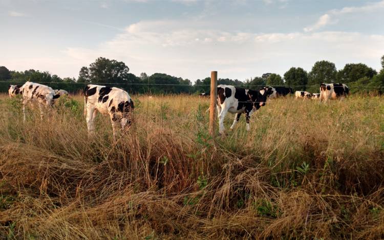 Cows grazing in a field.