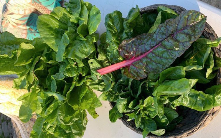 Kathy Sikes recently harvested lettuce from her garden, in the backyard of her house in Durham. Photo courtesy of Kathy Sikes.