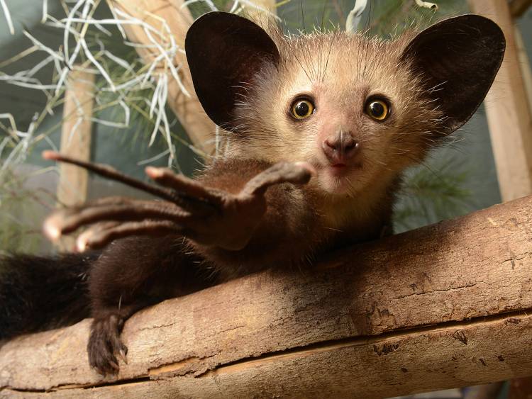 New analysis shows that fossilized remains found in Africa belonged to ancient relatives of the aye-aye. Photo by David Haring, Duke Lemur Center.