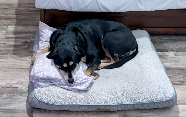 Holly Schroer's dog, Molly, is a comforting presence during remote work days. Photo courtesy of Holly Schroer.