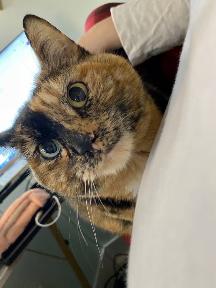 Becky Hoeffler's cat, Bae, sits on her lap as she works. Photo courtesy of Becky Hoeffler.