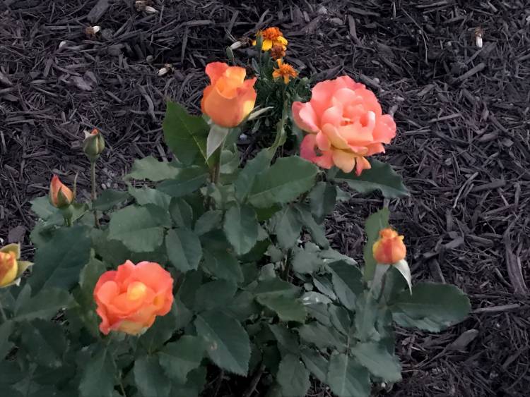 Jaqueline Murray's roses in Duke Time Off photo campaign.
