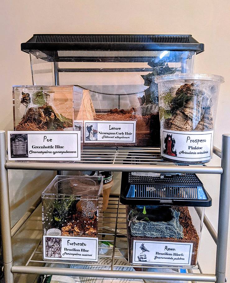 Jennifer Harris' five tarantulas live in cages in one of her bathrooms. Photo courtesy of Jennifer Harris.
