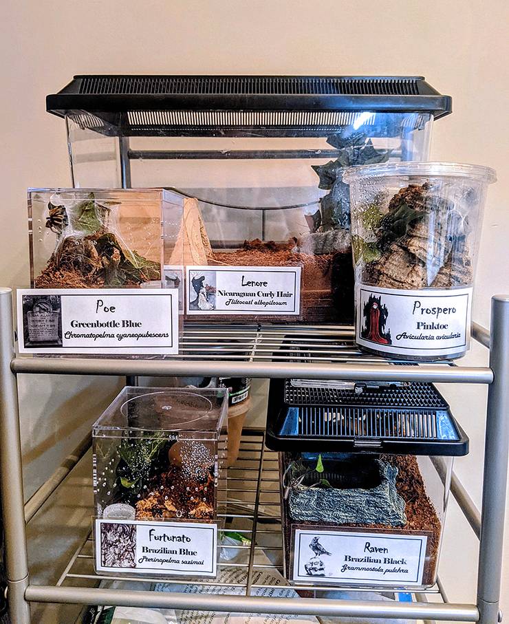 Jennifer Harris' five tarantulas live in cages in one of her bathrooms. Photo courtesy of Jennifer Harris.