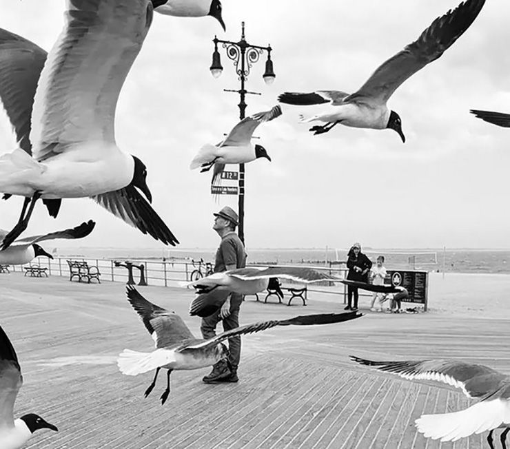 A swarm of seagulls