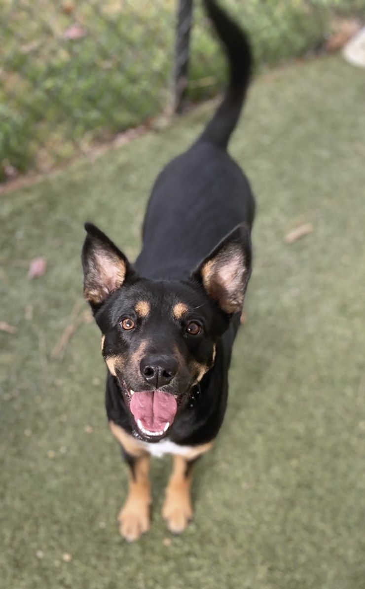 Karen Abramson's dog, Zoey, has become a beloved part of her family. Photo courtesy of Karen Abramson.