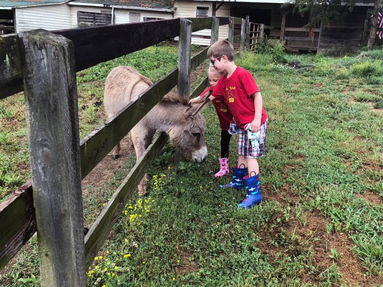 Katelynne Durrant's children pet a donkey at Firefly Farm in Hillsborough. Photo courtesy of Katelynne Durrant.