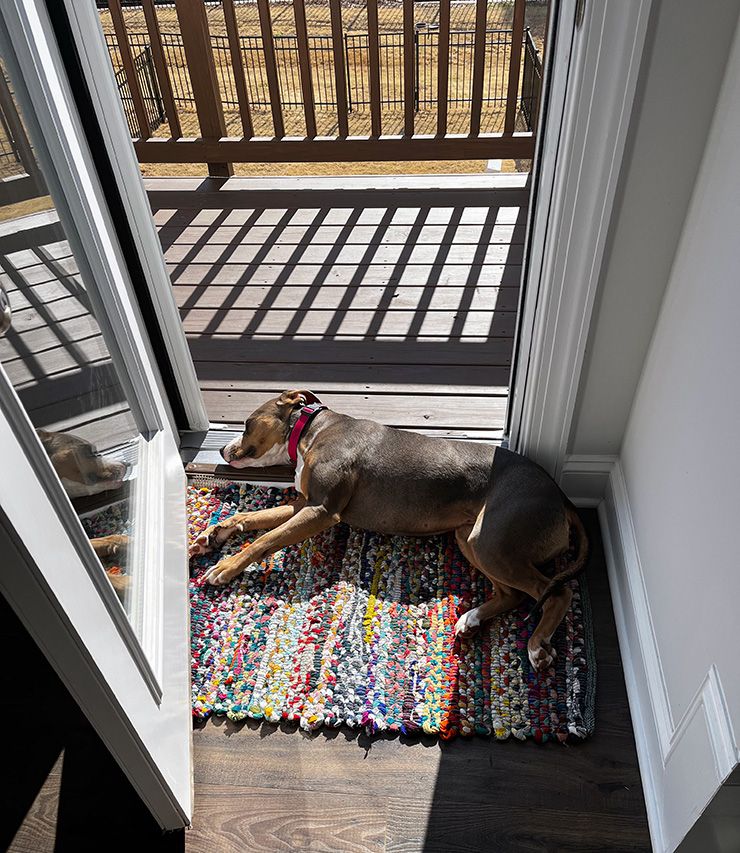 Kim Burhop-Service's dog, Reecie, relaxes in the sun. Photo courtesy of Kim Burhop-Service.
