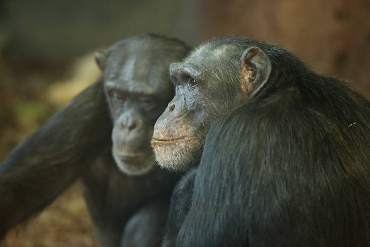 A chimpanzee in a zoo manages to stay well-hydrated without chugging from a water bottle like we do, thanks to the high water content of its plant-based diet. Courtesy of Lincoln Park Zoo.