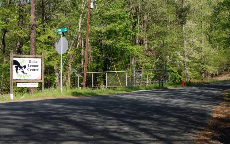 Lemur Lane at Erwin Road.