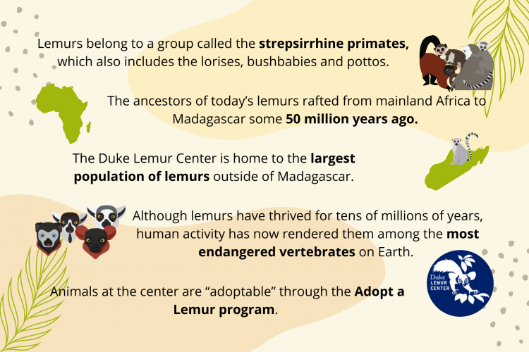 lemur facts