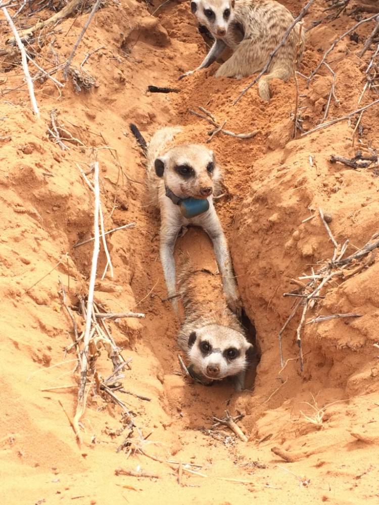 Wild meerkats in the Kalahari Desert of southern Africa. Photo by Jenny Tung.