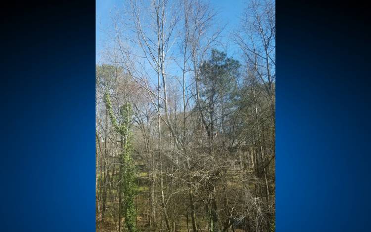 Najla McClain enjoys looking at the foliage from her porch on a quiet day off. Photo courtesy of Najla McClain.