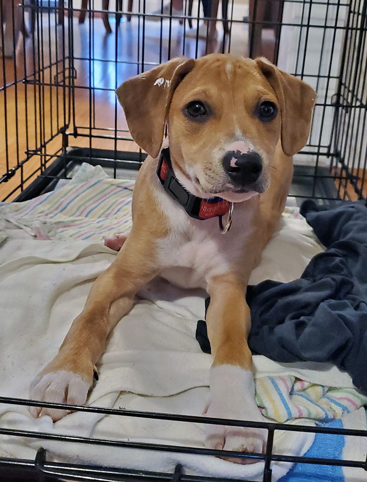 Lessons in patience are intertwined with the Wisdom family getting a puppy, Oliver, during the pandemic. Photo courtesy of Maria Wisdom.