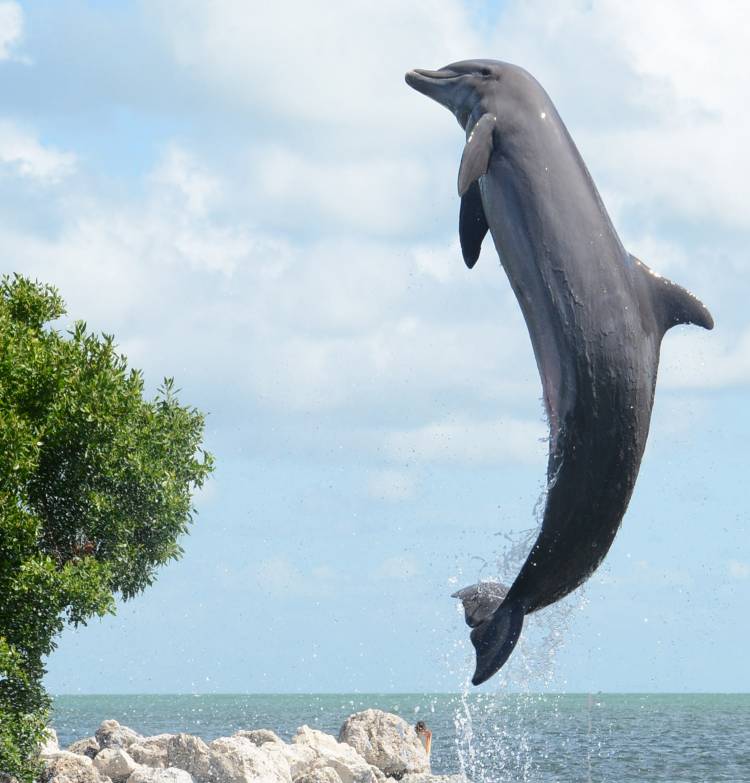 Watching the animals swim and leap in their natural seawater lagoons, age isn’t obvious. Credit: Dolphin Research Center, https://dolphins.org