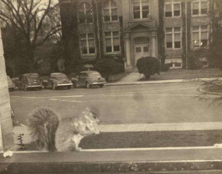 Pee Wee the squirrel visits East Duke Building in the1930s.