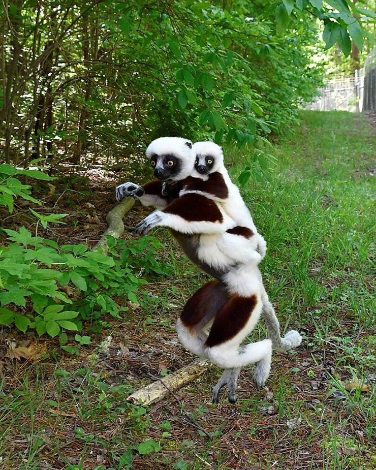 A female sifaka lemur carries her infant on her back in a forested enclosure. Photo by David Haring.