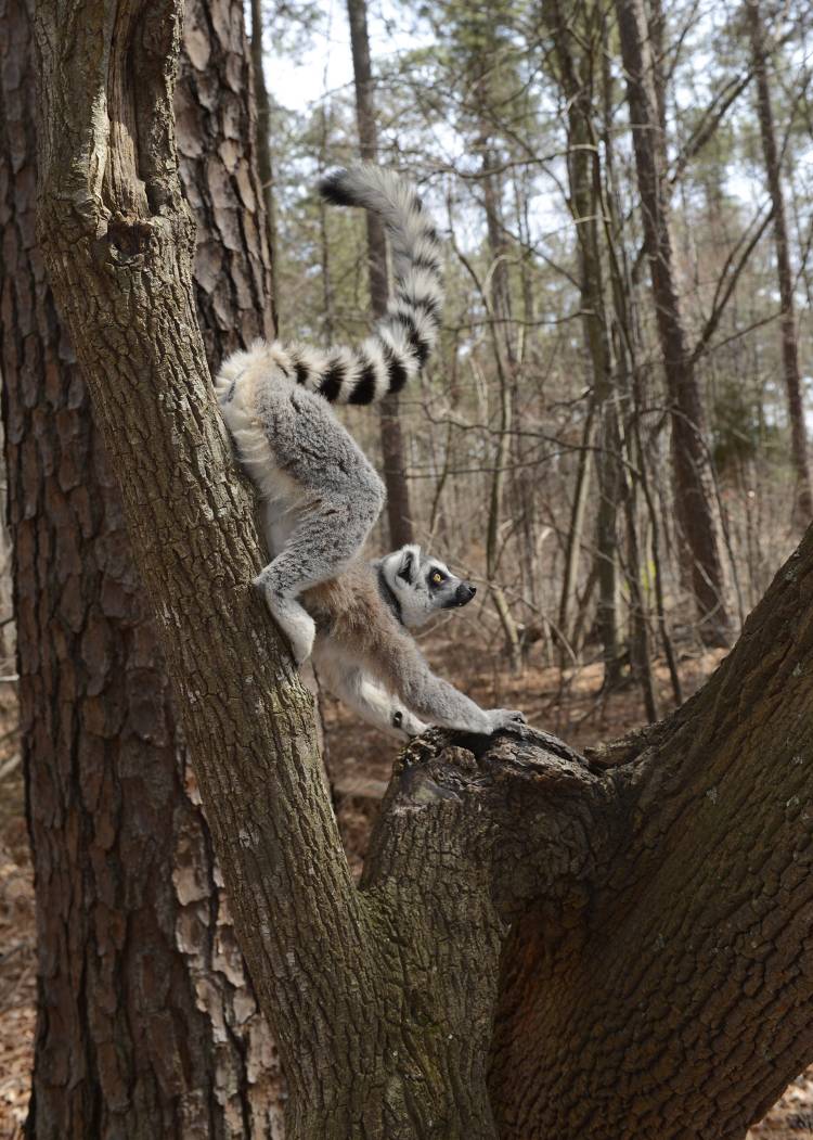 Randy the ring-tailed lemur smears his scent on a tree at the Duke Lemur Center. Photo by David Haring.