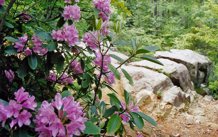 Rhododendron Bluff is in the heart of Duke Forest.