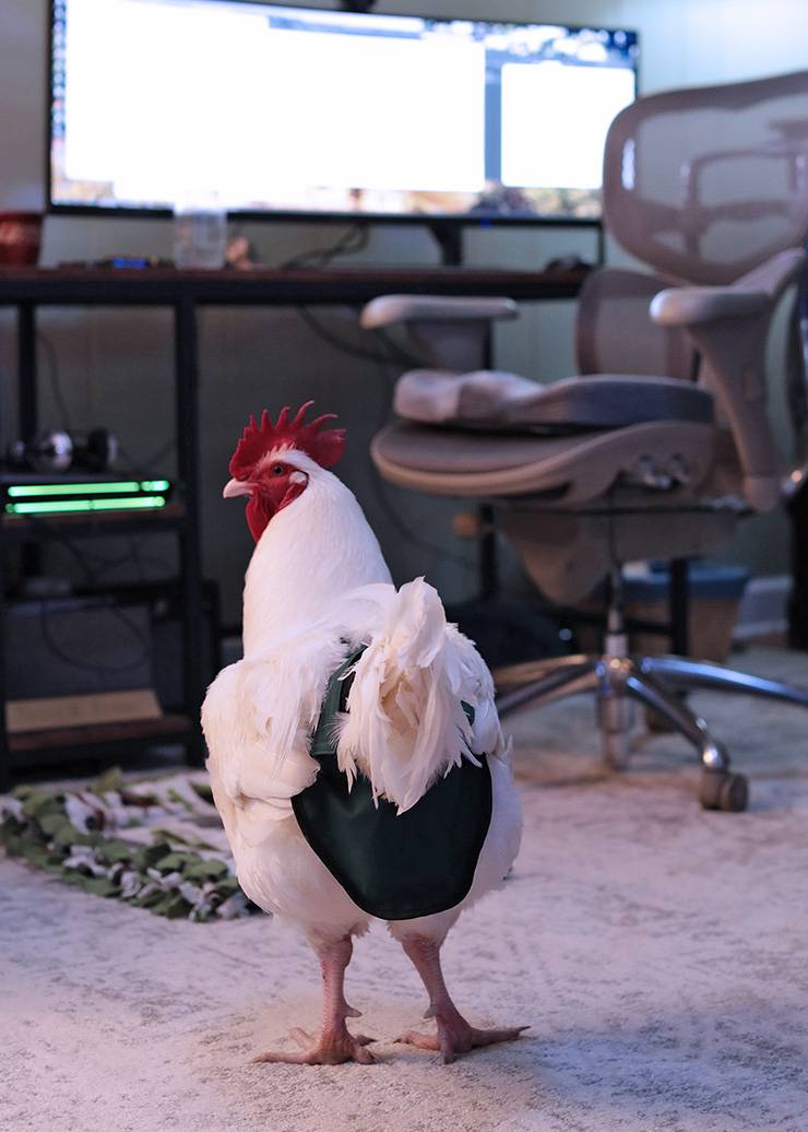 Georgie keeps Scott Peters entertained while working from home. Photo courtesy of Scott Petters.