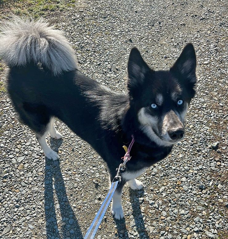 Stephanie Woodside's dog, Maya, has been a constant companion during the pandemic. Photo courtesy of Stephanie Woodside.