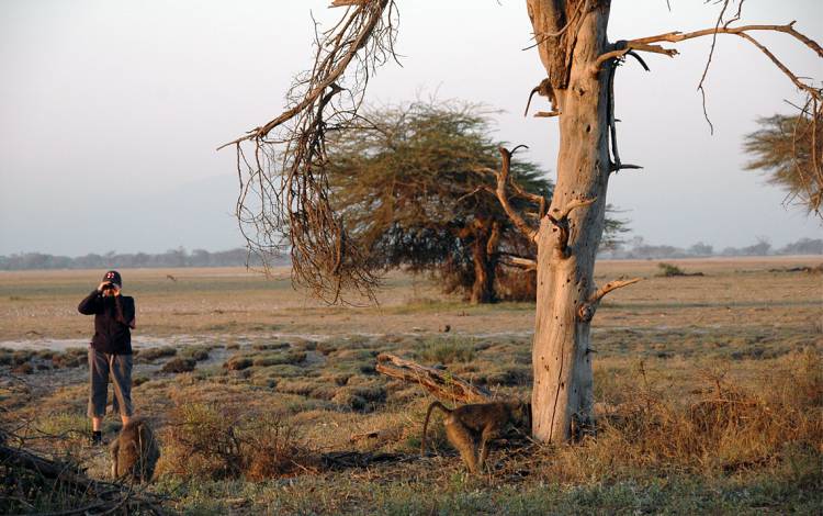 Susan Alberts studies baboons in Kenya’s Amboseli National Park. Photo courtesy of Susan Alberts.