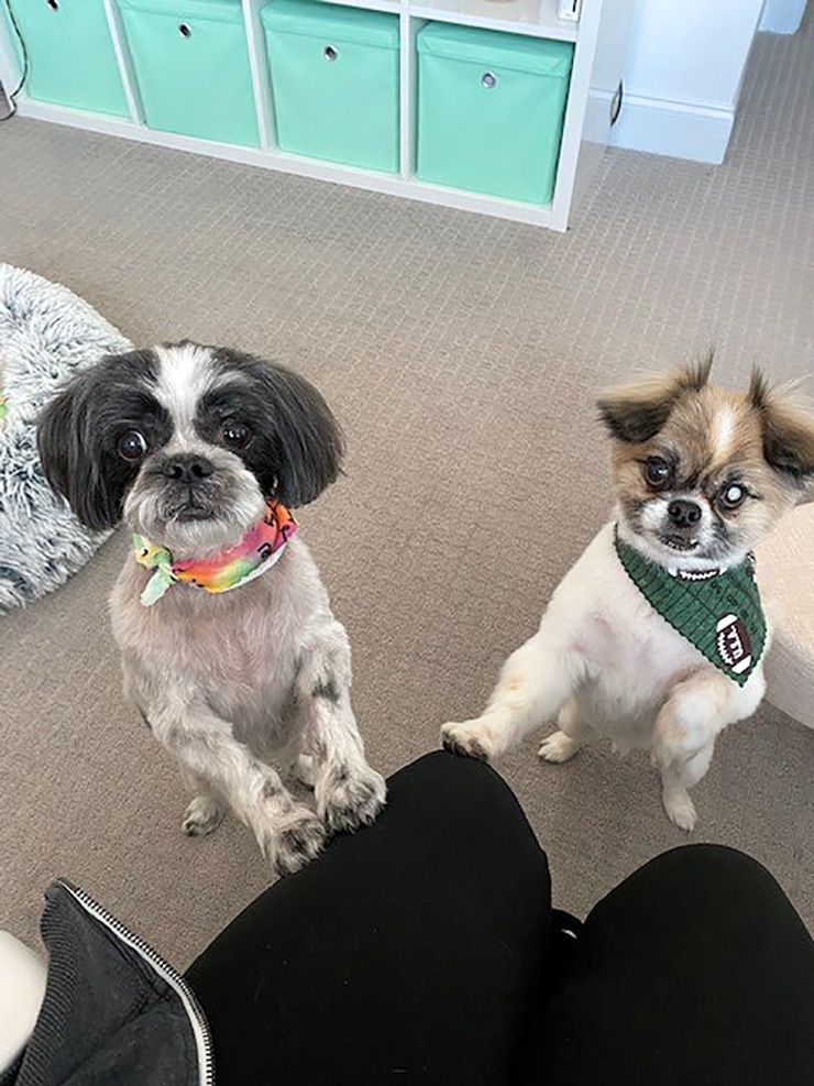 During the pandemic, Susana Almeida-Peters added Finn, left, to her household to give Bella, right, a friend. Photo courtesy of Susana Almeida-Peters.