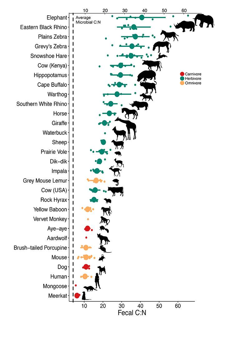 Carbon-to-nitrogen ratios in poop vary between animals as a result of diet and physiology. These ratios also govern the abundance of microbes in their guts. Photo credit: Aspen Reese – Harvard