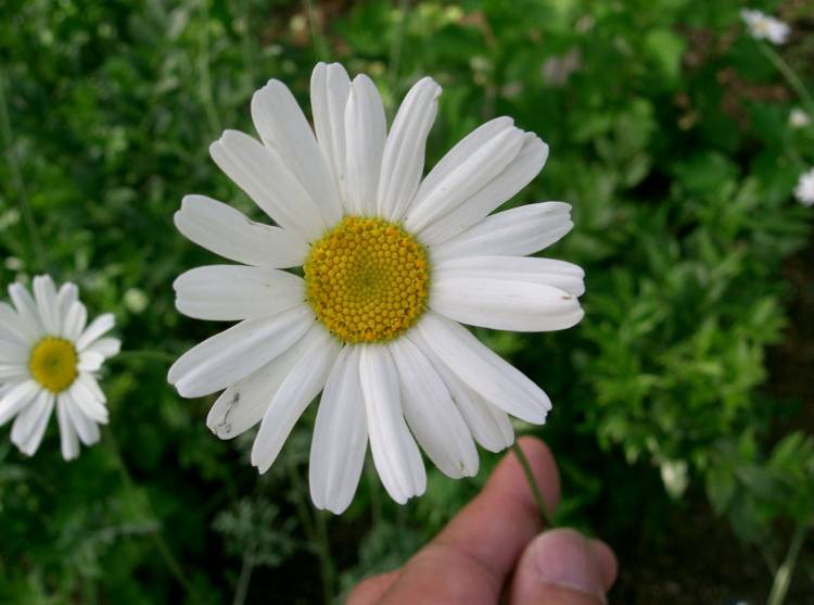 The insect-repellent properties of chrysanthemum species like this one, Tanacetum cinerariifolium, have been known and used for thousands of years to ward off biting pests such as mosquitoes, but how they work has remained a mystery -- until now. KENPEI