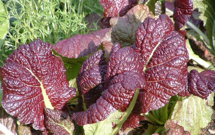 Romaine lettuce.