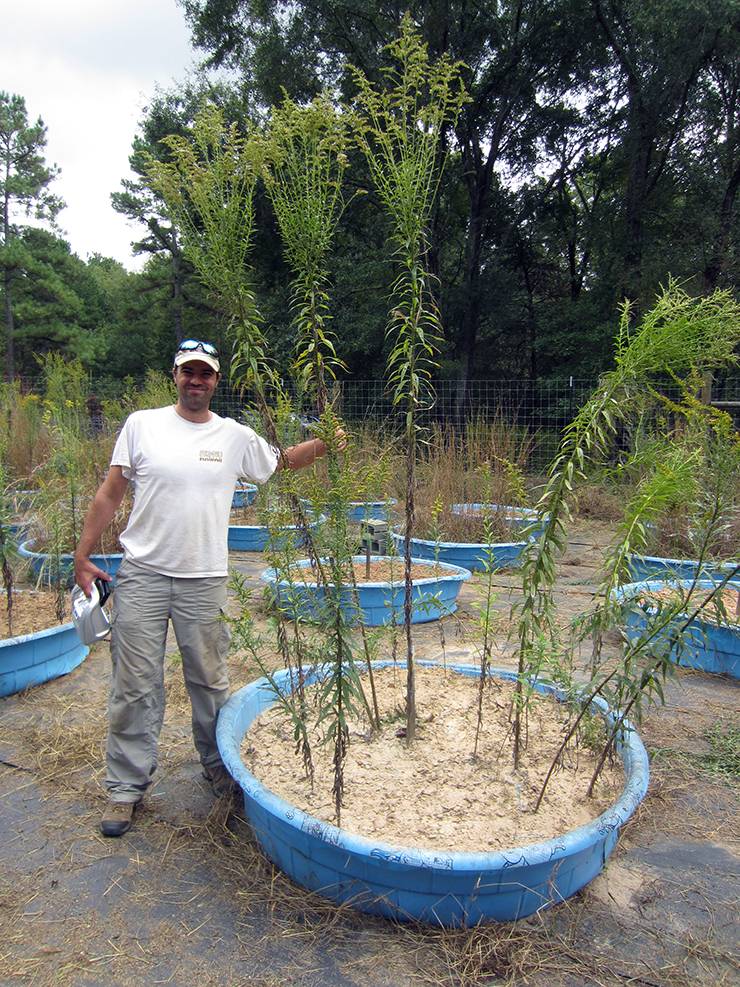 Duke's Justin Wright stands next to some tress which are part of a research study he co-authored with a colleague from Syracuse University. Photo courtesy of Justin Wright.