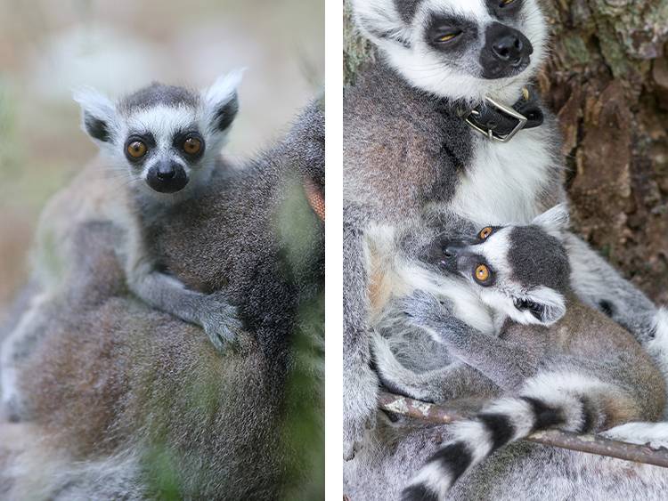 Ring-tailed lemurs Atticus (left) and Scout (right) with their mothers.