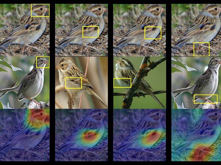 A Duke team trained a computer to identify up to 200 species of birds from just a photo. Given a photo of a mystery bird (top), the A.I. spits out heat maps showing which parts of the image are most similar to typical species features it has seen before.