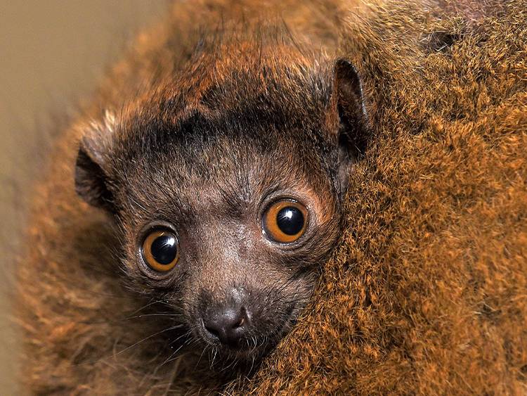 Clancy, a critically endangered mongoose lemur (Eulemur mongoz) is our first infant of Baby Week 2021.