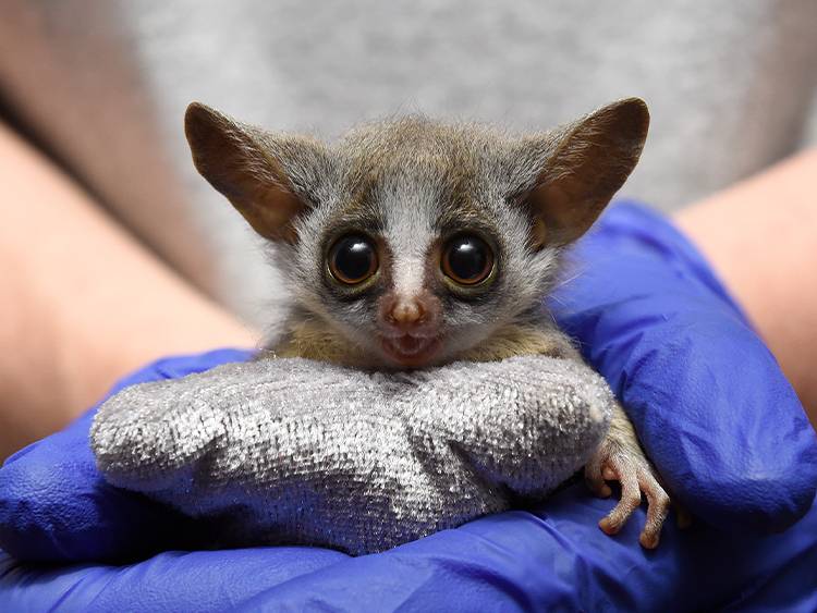 Coconut Palm is the first Mohol bushbaby born at the Duke Lemur Center and the second infant of Baby Week 2021. Photo by David Haring.