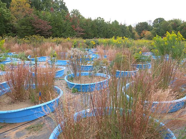 Researchers grew tree seedlings in plots with varying soil fertility, and with and without different mixes of early succession plants such as broomsedge and goldenrod. Photo by Jason Fridley, Syracuse University.