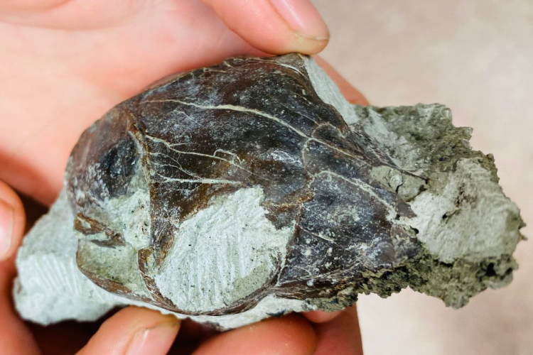 fossil skull removed from the rock by fossil preparators.