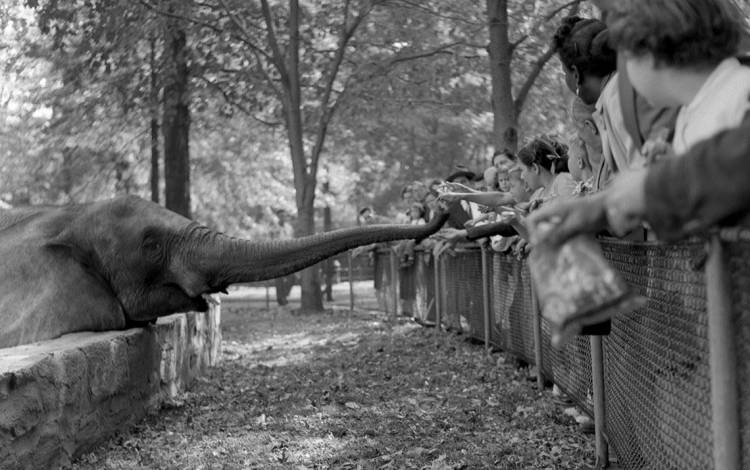Children feed an elephant at the Bronx Zoo. Photo by Frank Oscar Larson.