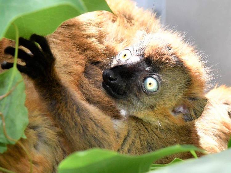 Malala, whose name means “beloved” in Malagasy, was delivered via caesarean section on April 1, 2021. She is the second offspring of Velona and Mangamaso, the first lemurs imported from Madagascar to the U.S. in 24 years. Photo by David Haring.