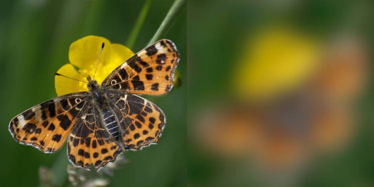 The image on the left shows the wings of a map butterfly as they might look to a jay looking for a snack, and on the right, to another member of its kind, such as a rival or potential mate. Image courtesy of Eleanor Caves