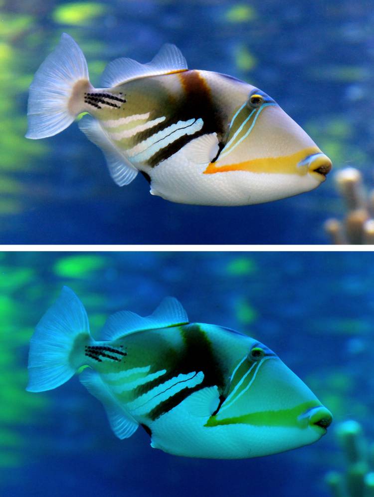 A reef trigger fish in the shallow coastal waters of the Indo-Pacific, and as it might look just 10 meters further from the surface. Differences between colors that seem obvious at shallow depths can be harder to distinguish deeper down. By Bernard Spragg