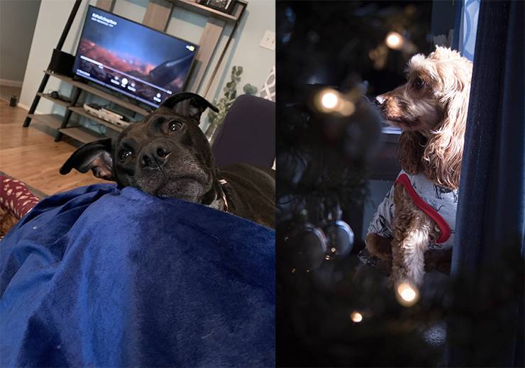 Emily Hunter's dogs Vader, left, and Falcon, right, have been helpful companions during the pandemic. Photos courtesy of Emily Hunter.