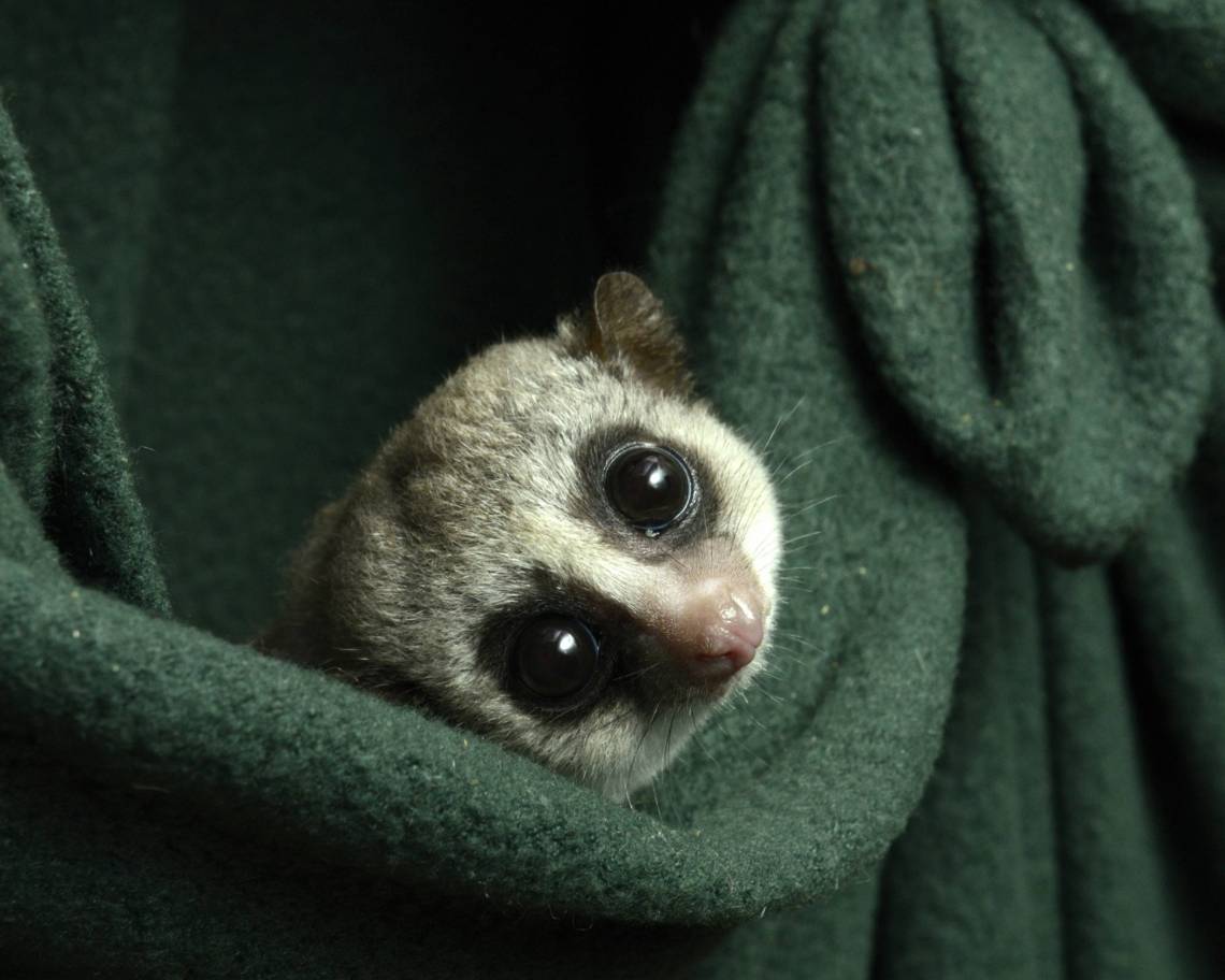 The fat-tailed dwarf lemur is our closest hibernating relative. Researchers at the Duke Lemur Center have been changing up their care to more closely match the seasonal fluctuations they experience in the wild. Photo by David Haring.